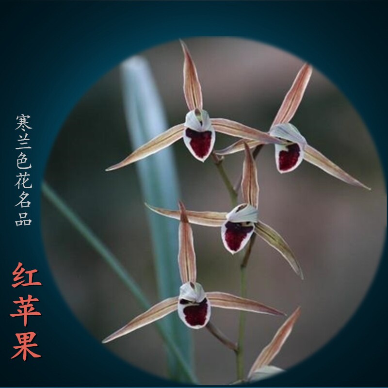 兰花红心绿植盆栽