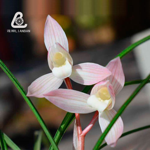 云南莲瓣兰赤壳素细叶 红韵素 兰花粉色荷型瓣桃红花素心香型兰花