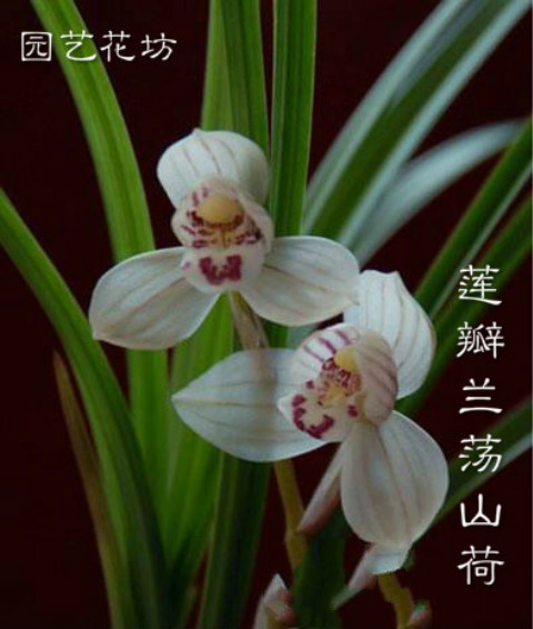 绿植名贵办公室矮种兰花
