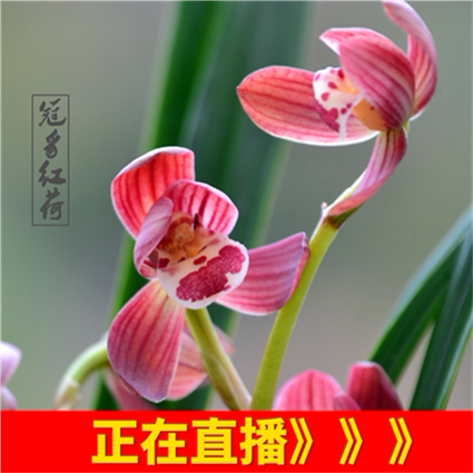 兰花苗高档好养矮种
