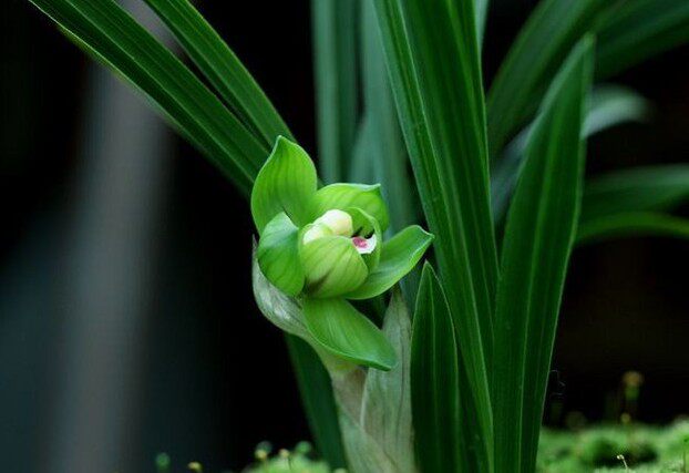 花期带花苞清仓价带花苞  兰花春兰 绿云梅 室内绿植盆栽花卉