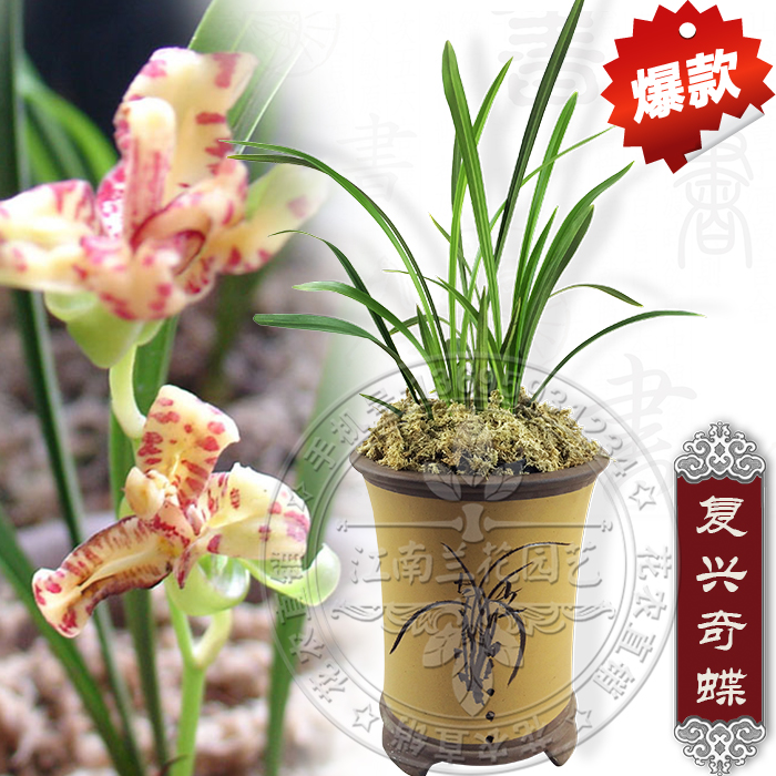兰花建兰四季兰复兴奇蝶  奇花蕊蝶 绿植盆栽阳台室内易种兰花苗