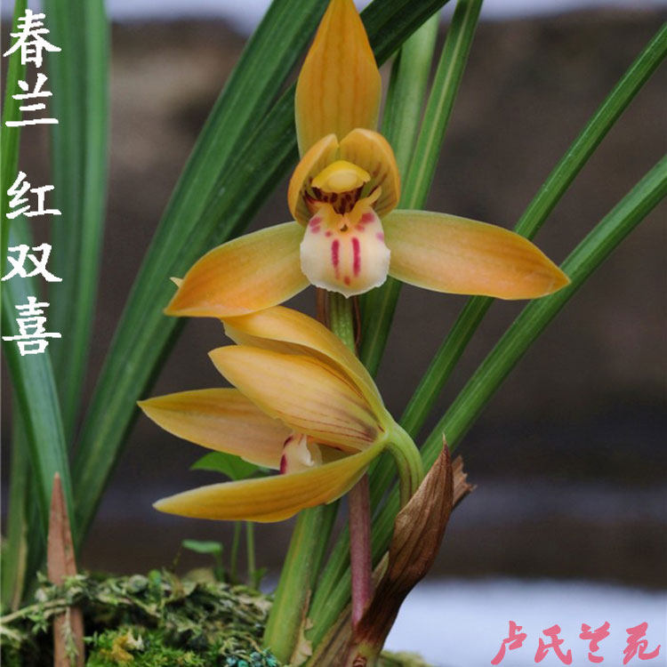 兰花苗 绿植花卉 春兰 红双喜 室内兰花盆栽办公室盆栽 浓香兰花