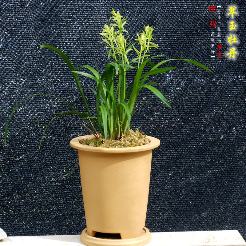 【翠玉牡丹】兰花 建兰四季兰 传统铭品兰花苗四季兰奇花花卉好养