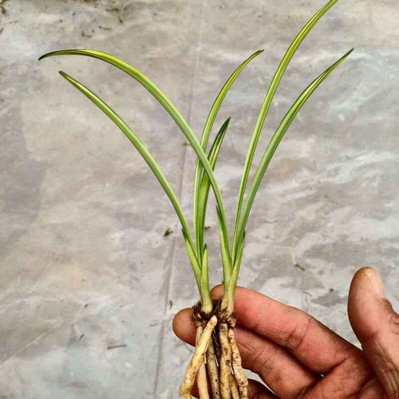 老种蕙兰中透九龙呈祥艺线艺兰花庭院书房绿植室内盆栽花卉包邮