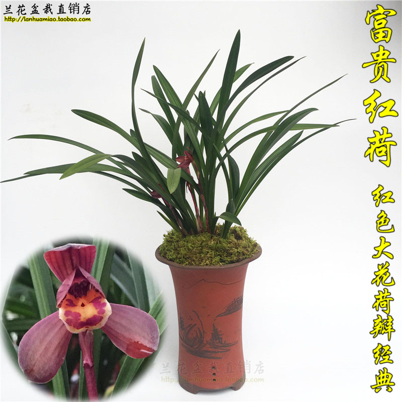 墨兰名品富贵红荷 荷瓣之王红色大花浓香 好养兰花苗假一赔十