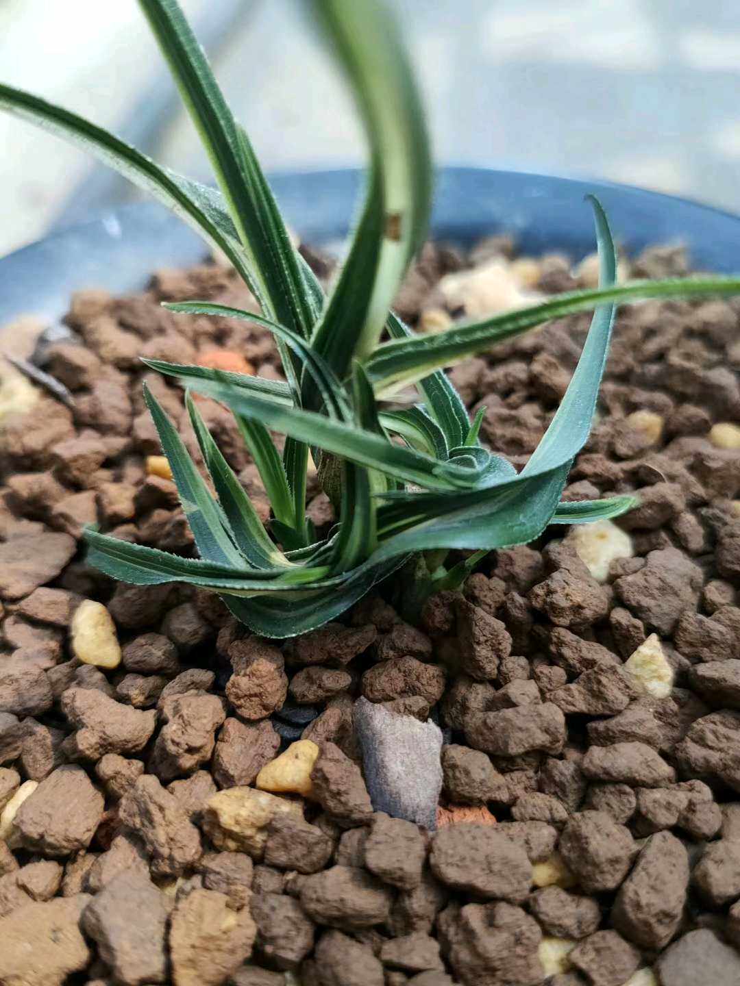 世界上特香的花 名贵兰花矮种惠兰奇叶水晶龙 本园独有 数量稀少