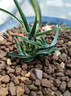 世界上特香的花 名贵兰花矮种惠兰奇叶水晶龙  本园独有 数量稀少