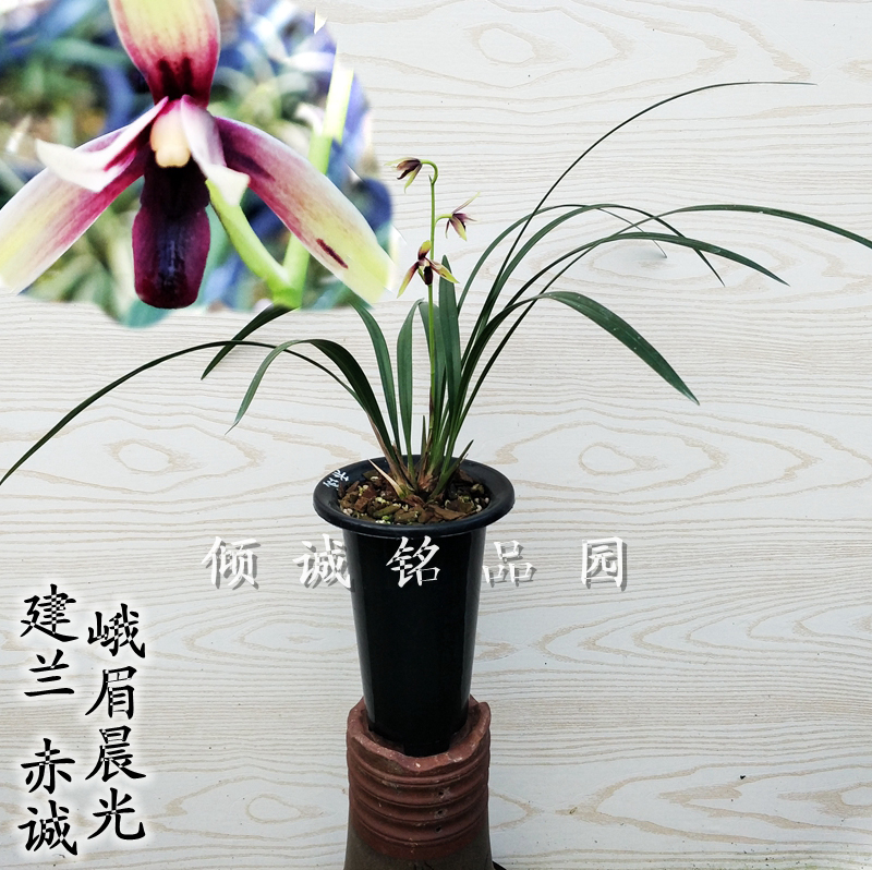 兰花苗  建兰四季兰铭品名贵兰花 色花老种峨眉晨光  赤诚