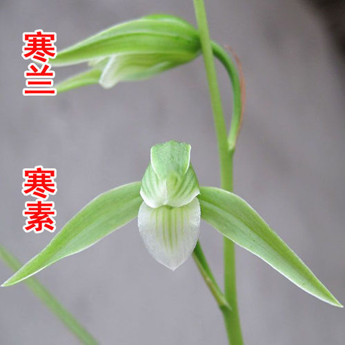优等货【兰花寒素】兰花苗寒兰名品素心寒素原生老种易开花花卉