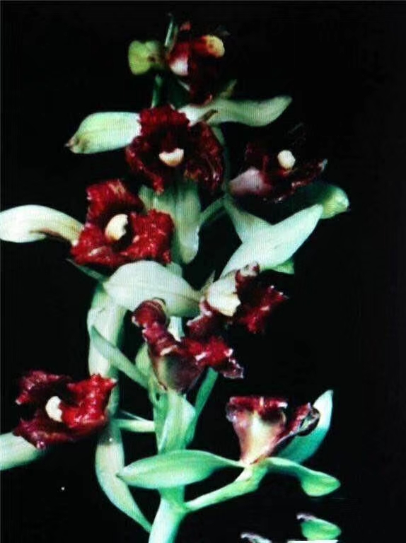 自然老种兰花苗盆栽  蕙兰名品【幻蝶】浓香室内绿植花卉盆景