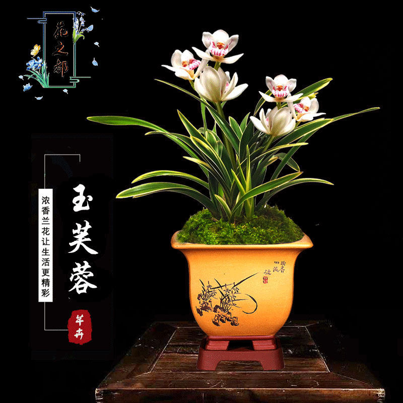 名贵品种金边浓香型四季兰花苗