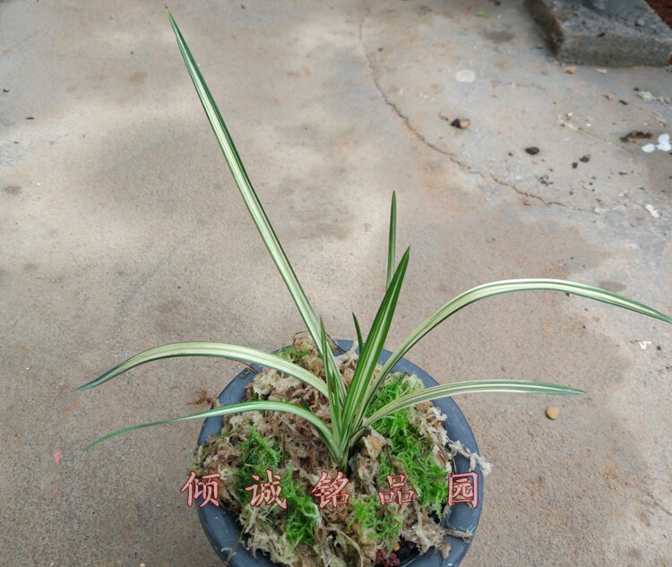 花期带花苞实拍兰花 春剑高档漂亮线艺（春剑中透艺）2200/苗