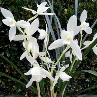 莲瓣兰兰花苗 精品荷型素花 洁白如雪 雪人 宝姬素 花卉绿植盆栽