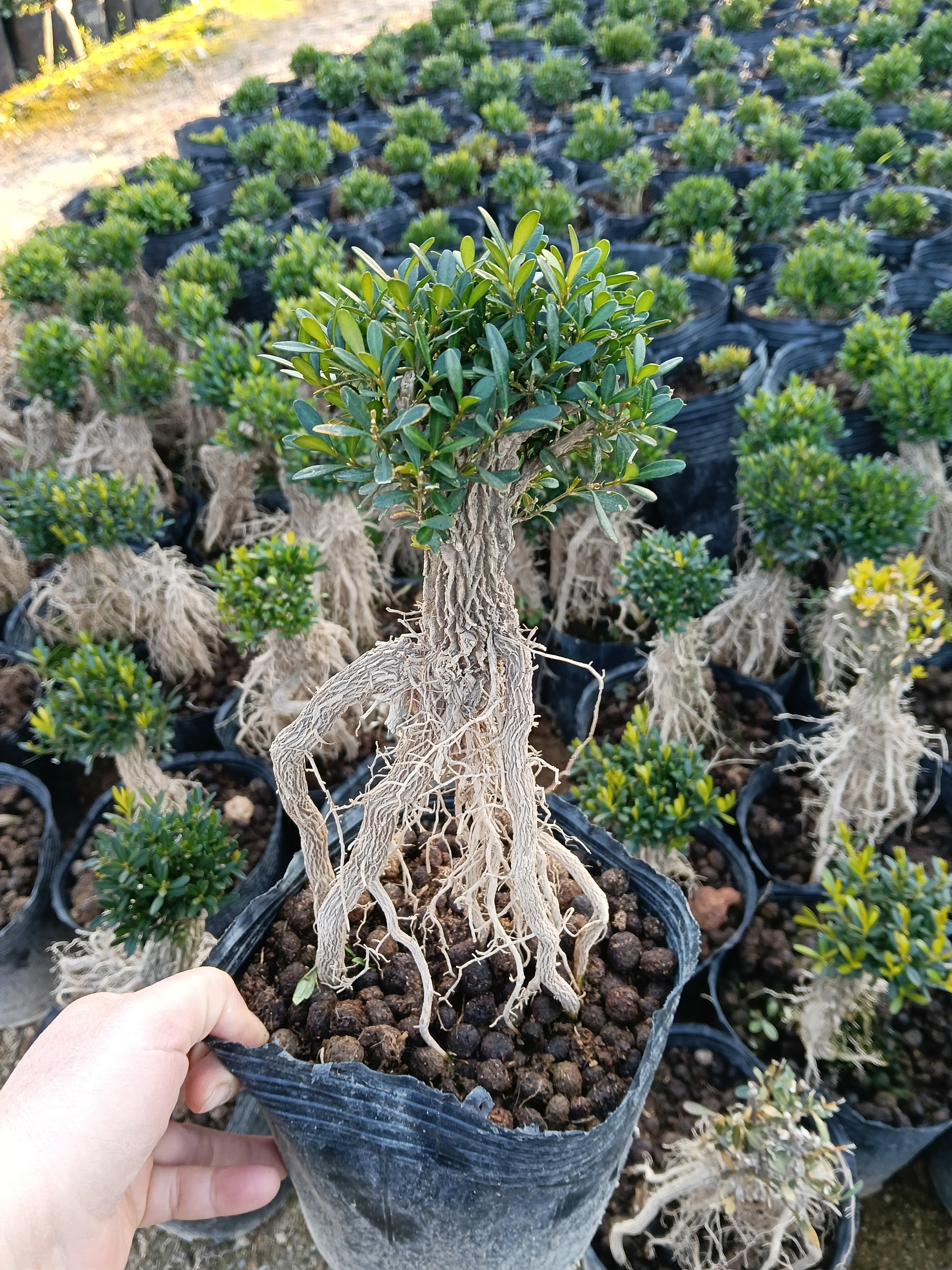 提根黄杨老桩2公分粗杆，20多公分长根造型盆景,鲜花速递/花卉仿真/绿植园艺,造型盆景,淘宝优惠券,粉丝福利购,淘宝优惠卷