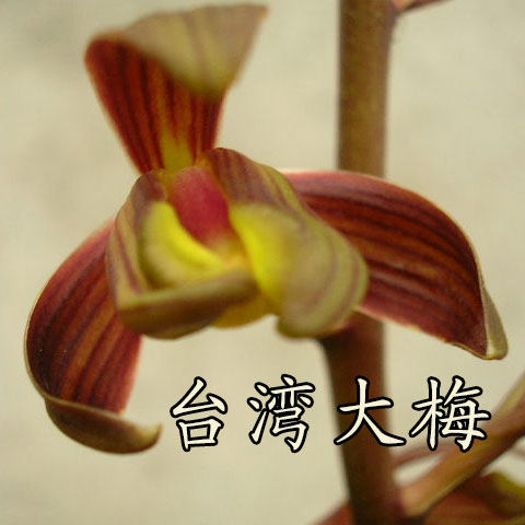 正品窗台 兰花墨兰报岁兰闽南大梅原生老种盆栽 免邮