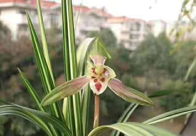 春剑线艺铭品高级线艺喜鹊兰花植物兰草开花超香满屋飘香趣味