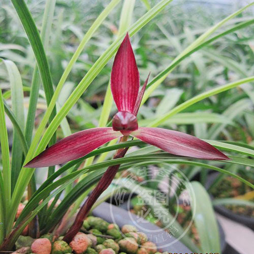 名品春兰碧血丹心 兰花苗独家热卖新款 浓香包开品比绿云更名贵