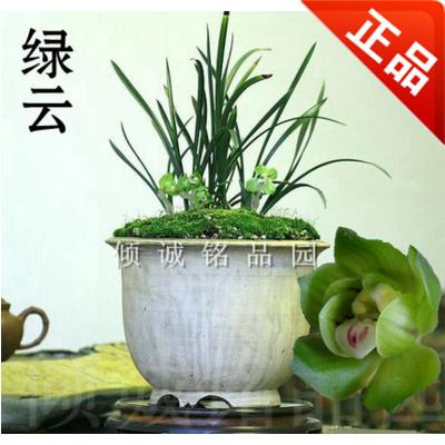 兰花苗春兰正品绿云 矮种春兰花卉盆栽 皇后绿云 老种绿云