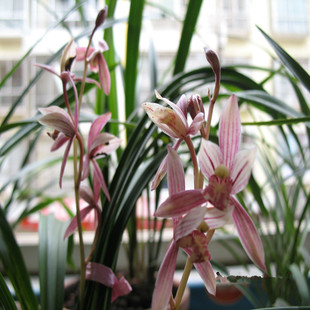 红粉佳人兰花 莲瓣兰红粉佳人 杂交新品 浓香正品 正品保证