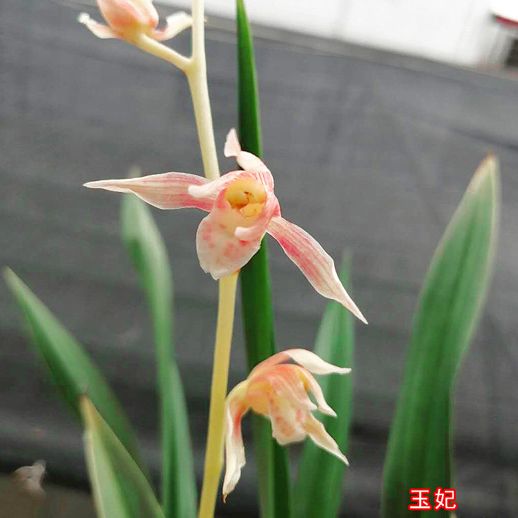 带花苞粉色名贵客厅金边报岁兰