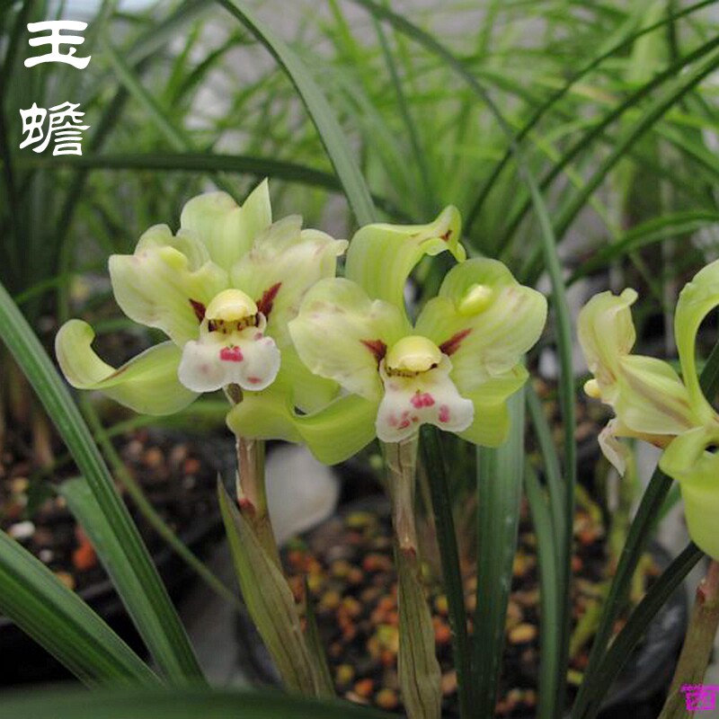 花期带花苞春兰兰花苗 精品玉蟾 奇花浓香 花期长年年开花