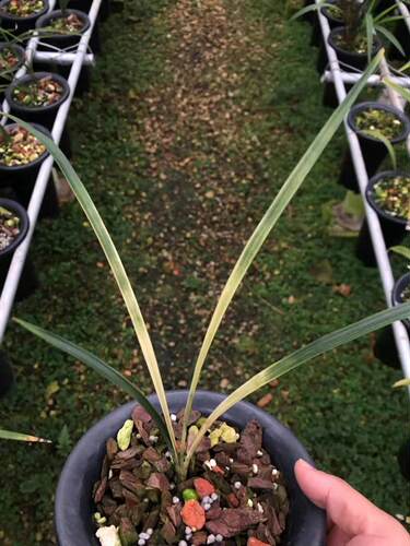 艺草好养盆栽植物兰花春剑