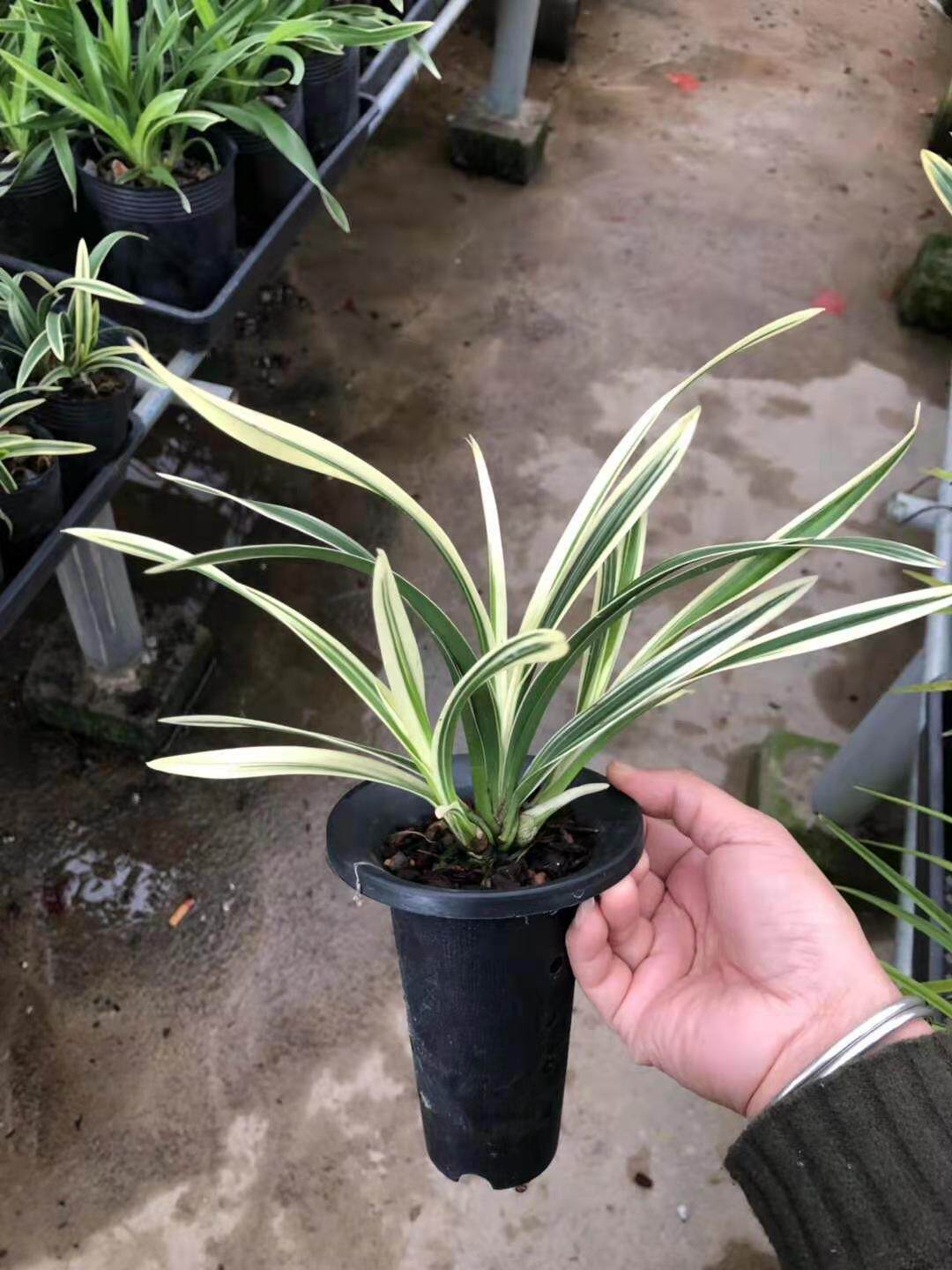 高级庭院盆栽花卉植物