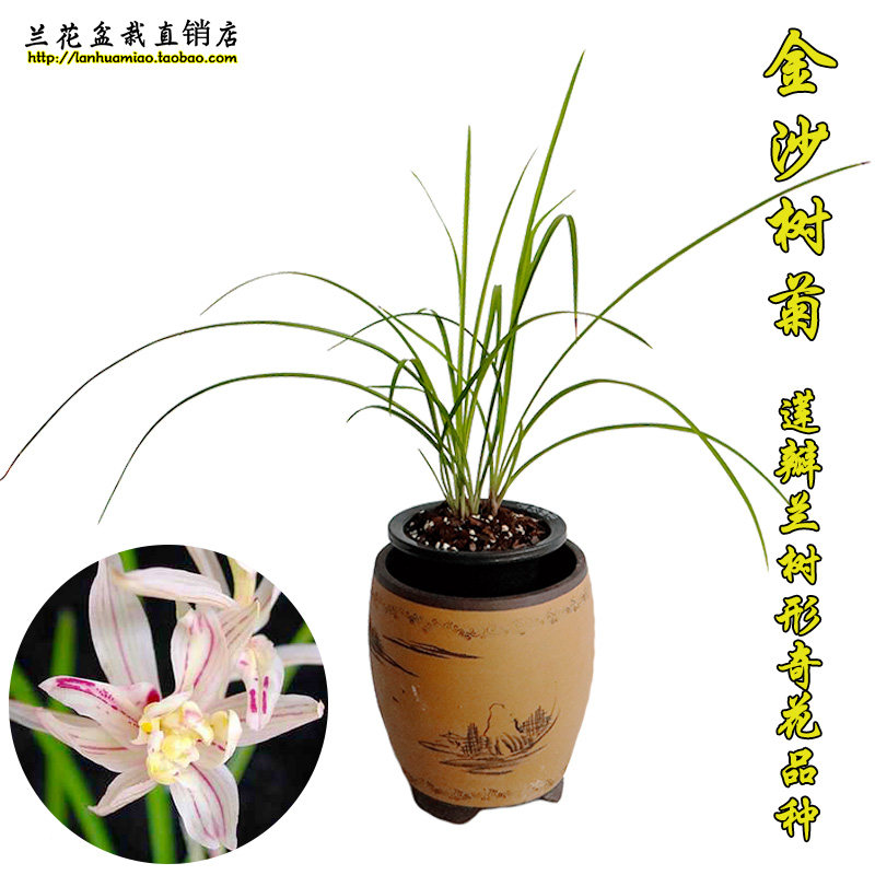 莲瓣兰奇花名品兰花苗 金沙树菊 冬带花苞出售室内绿植花卉盆栽草