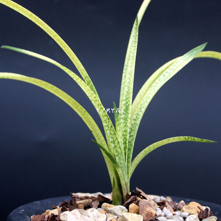 镇店之宝漂亮春兰花苗 特色蛇皮斑纹艺 吻仔鱼  盆栽绿植,鲜花速递/花卉仿真/绿植园艺,时令草本花卉,淘宝优惠券,粉丝福利购,淘宝优惠卷
