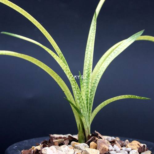 镇店之宝漂亮春兰花苗 特色蛇皮斑纹艺 魩仔鱼 吻仔鱼 盆栽绿植