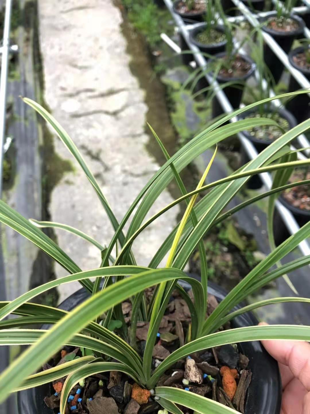 兰花漂亮的蕙兰边草进化艺金边线艺浓香花卉室内绿植盆栽