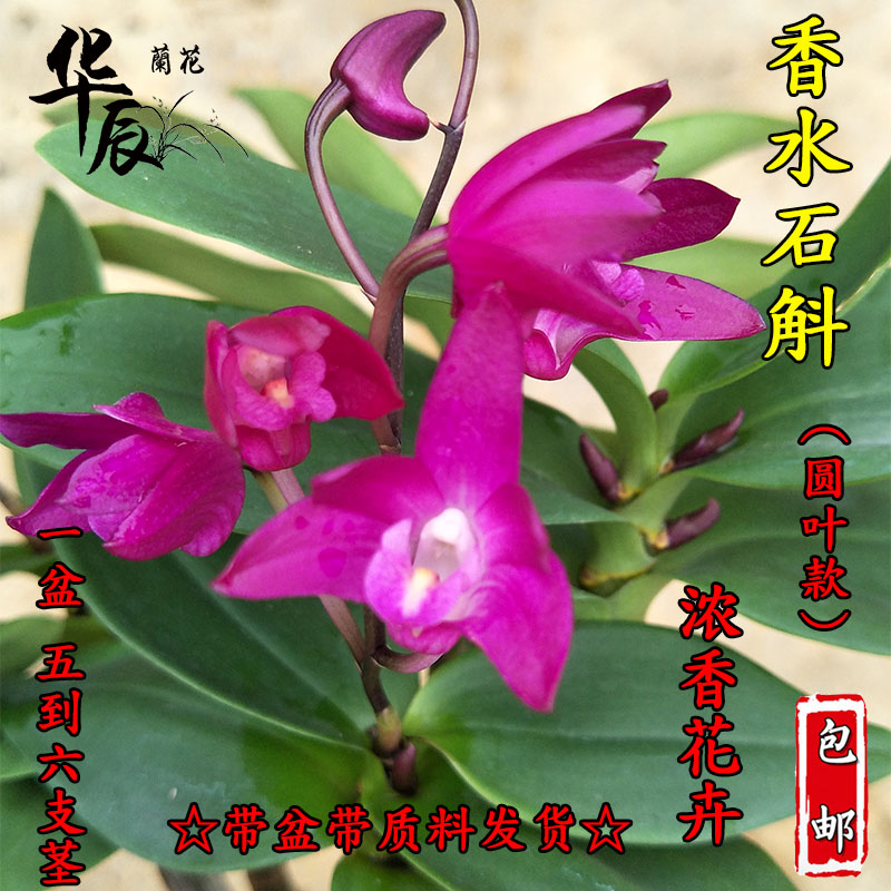 香水石斛带花苞 石斛苗 紫蝶石斛 浓香花卉 年宵花 包邮