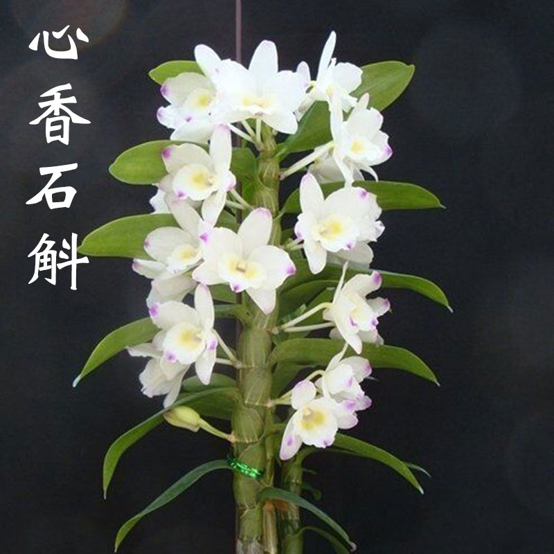 清仓价粗杆 心香石斛 浓香兰花苗 客厅阳台室内盆栽花 观花