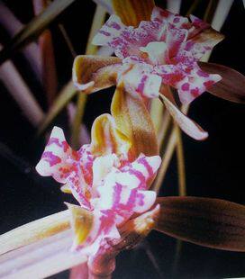 包邮 兰花苗客厅花卉阳台盆栽浓香老种兰花莲瓣兰【雨蝶芙蓉】