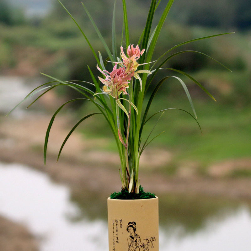 清仓价  兰花苗春剑【紫玉牡丹】浓香型花卉办公室内绿植