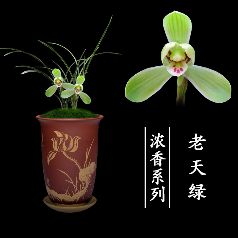 老天绿,_大山谷图库
