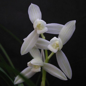 兰花苗 蕙兰 白雪公主 阳台盆栽绿植植物花卉盆景浓香