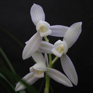 兰花苗 蕙兰 白雪公主 阳台盆栽绿植植物花卉盆景浓香