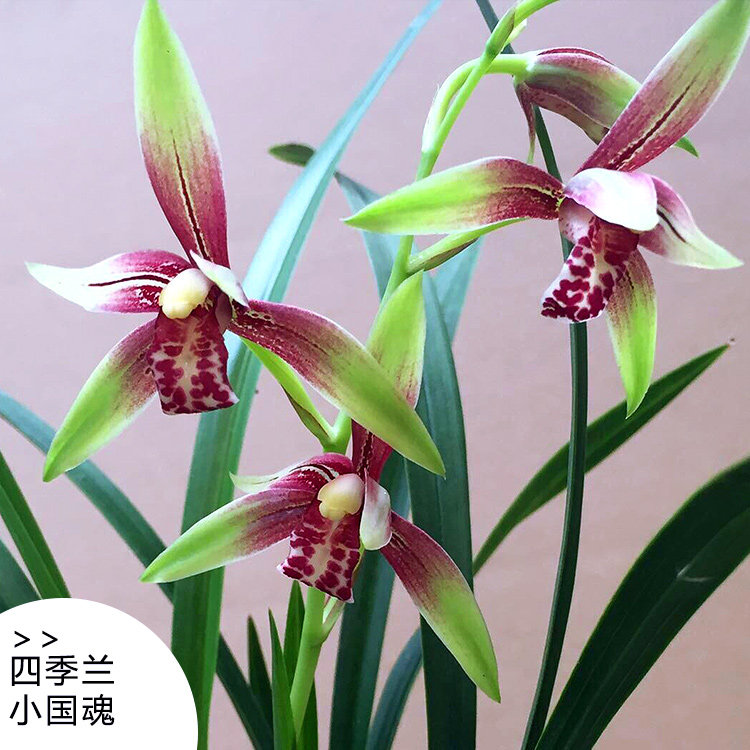 建兰逸虹双娇 未带花苞红小国魂兰花室内盆栽植物名贵玉红兰花苗