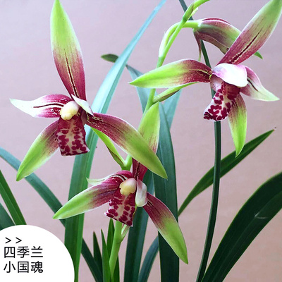 盆栽植物名贵兰花苗