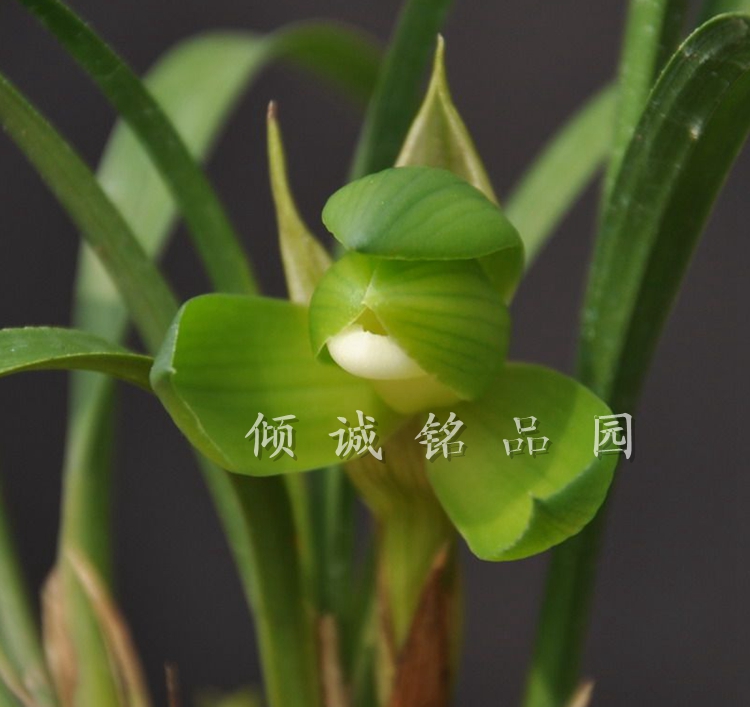 花期带花苞兰花苗 春兰老种铭品(俞氏素荷)600/苗