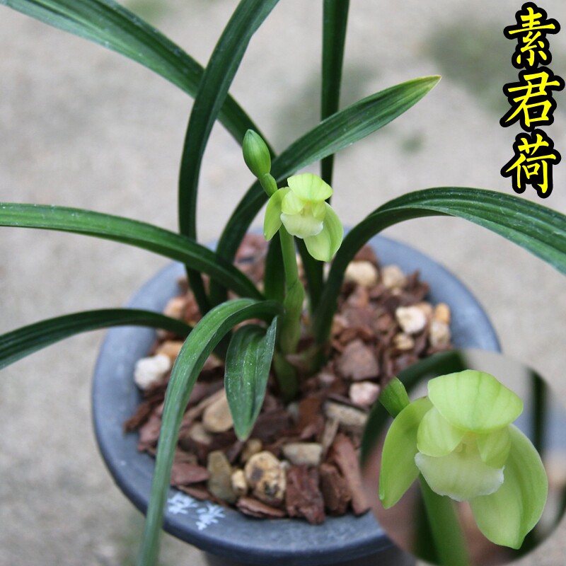 清仓价正品建兰荷瓣 素君荷 兰花苗 经典素荷 好养绿植花卉