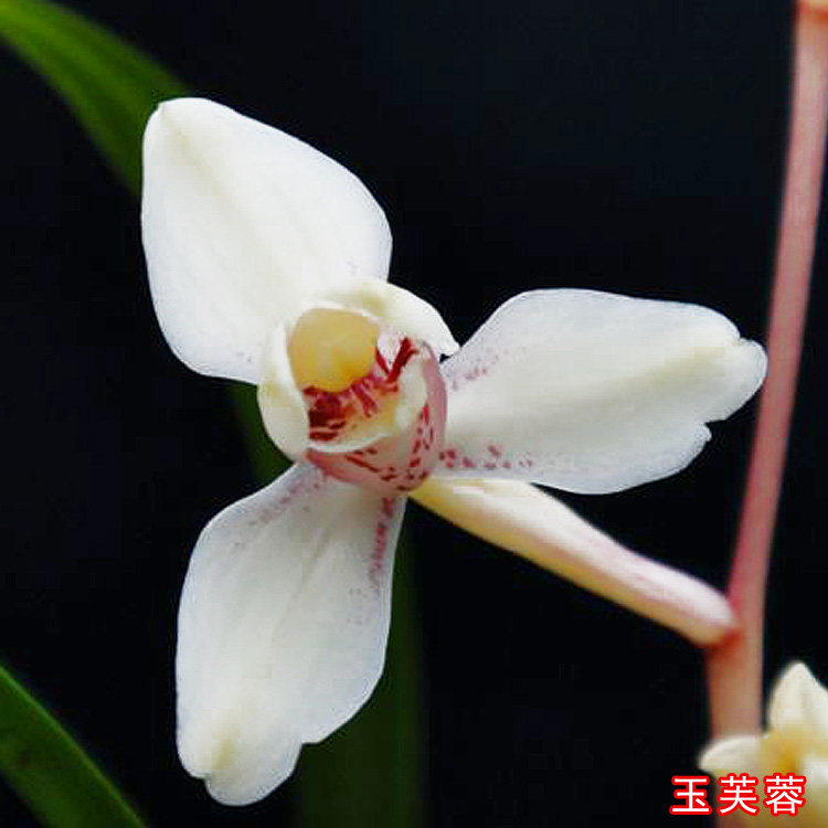 浓香型盆栽高档名贵兰花苗