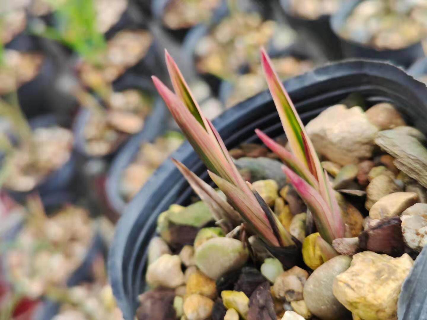 蕙兰金边七彩花苗盆栽红香妃特价