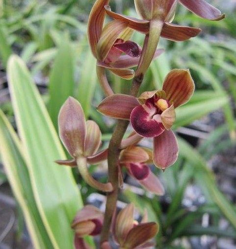 清仓价免邮 兰花墨兰 金太阳  品种保证  假一赔十