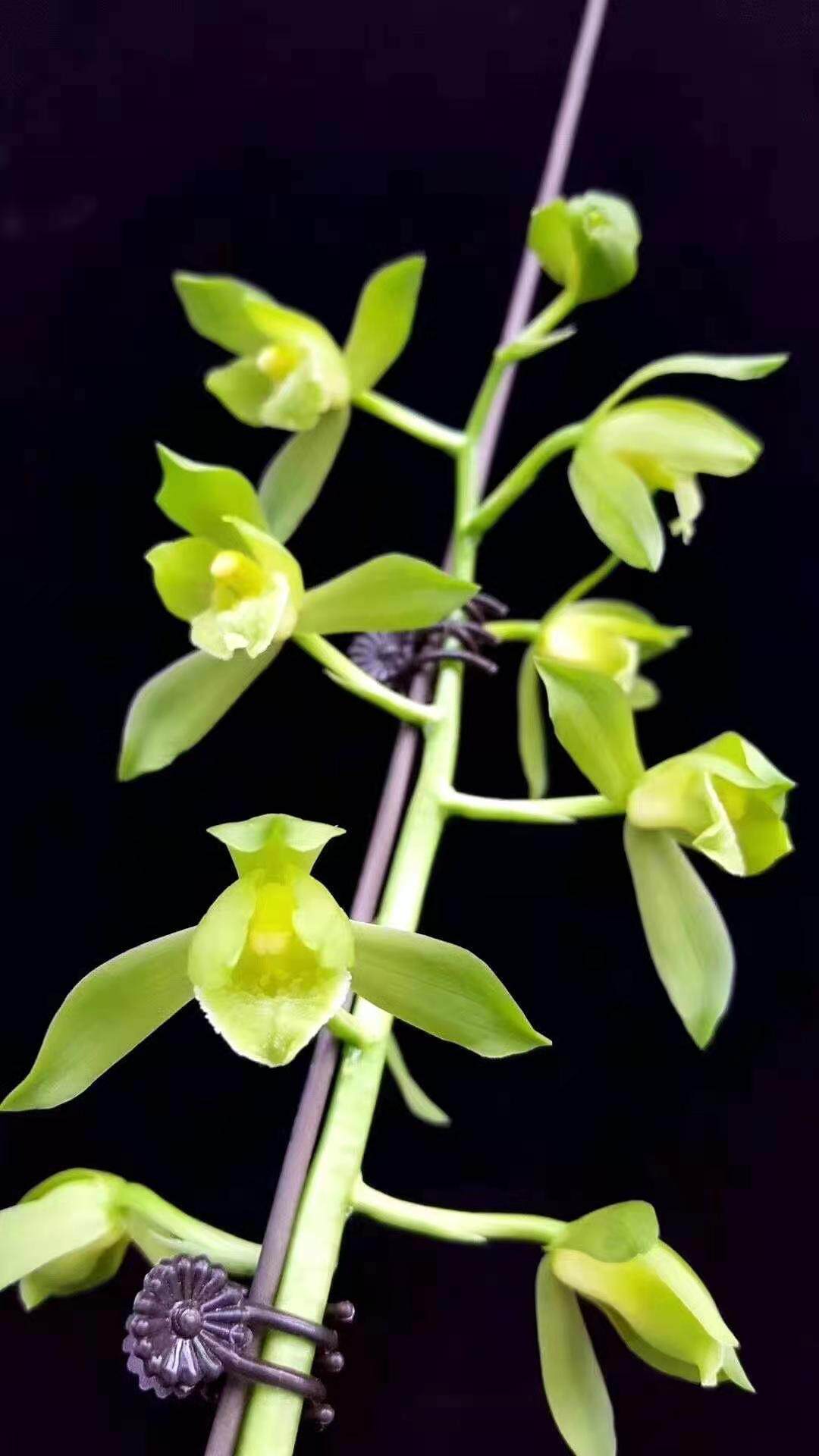 兰花矮种草本客厅窗台绿植盆栽