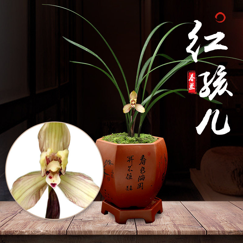 珍贵植物盆栽兰花