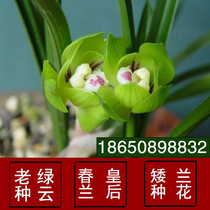 正品绿植盆栽春兰皇后 兰花绿云老种矮种 精选老种 免邮
