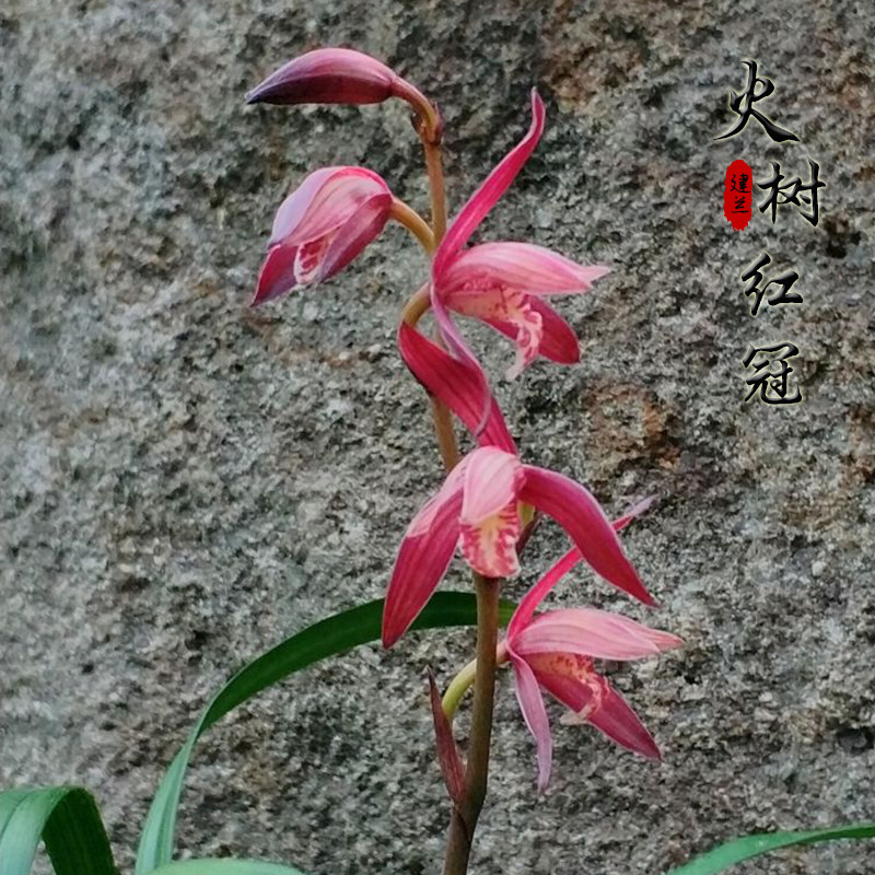 名贵兰花苗 火树红冠 建兰色花四季兰庭院办公室浓香花卉绿植盆栽